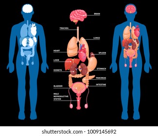 Human anatomy layout of internal organs in male body isolated on black background vector illustration