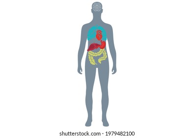 Human anatomy layout of internal organs Detailed vector illustration isolated on White Background