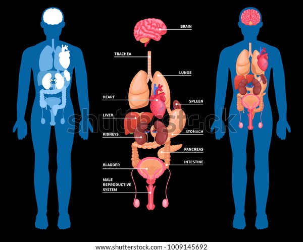 黒い背景に人間の内臓の解剖学的レイアウト 男性の体内臓のベクターイラスト のベクター画像素材 ロイヤリティフリー