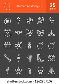 Human Anatomy Line Icons Stock Vector (Royalty Free) 1262937109