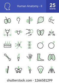 Human Anatomy Line Icons Stock Vector (Royalty Free) 1266581299