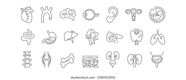 Human anatomy line icons set. Stomach, spine, joint, heart, embryo, bile, lung, dermis, heart, bone, vessels, liver, brain, eye, ear, thyroid gland, kidneys vector illustration