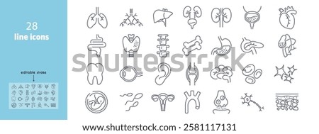 Human anatomy line icons set. Liver, vessels, gallbladder, kidney, duodenum, pancreas, lungs, eye, uterus, heart, stomach, neuron vector illustration. Internal organs. Editable Stroke