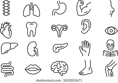 Conjunto de Vetor de Ícones de Linha de Anatomia Humana - Ilustração de Órgãos Internos e Partes do Corpo para Designs Médicos e de Saúde