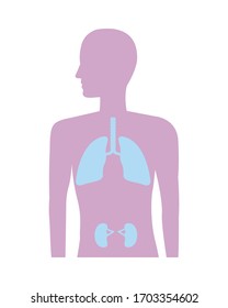 human anatomy with lungs and kidneys vector illustration design