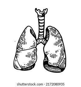 Human Anatomy. Lungs. Sketch. Engraving Style. Vector Illustration.