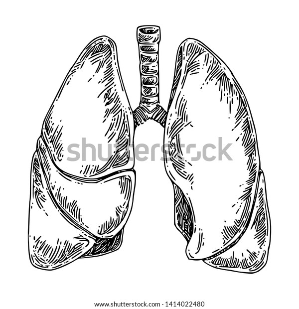 Human Anatomy Lungs Sketch Engraving Style Stock Vector Royalty Free