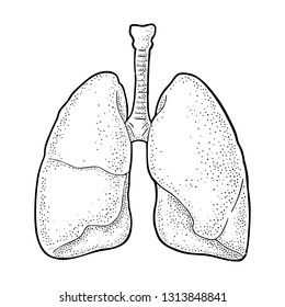 Human anatomy lungs. Vector black vintage engraving illustration isolated on a white background. Hand drawn design element for label, poster, web, poster, info graphic.