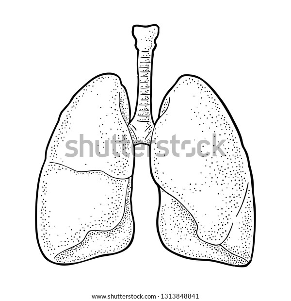 Human Anatomy Lungs Vector Black Vintage Stock Vector (Royalty Free ...