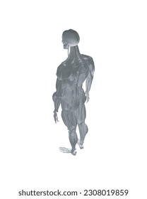 Human anatomy. Male body muscular system model. Anatomy of male muscular system - posterior and anterior view - full body. Polygonal body of man. 3D. Vector illustration.
