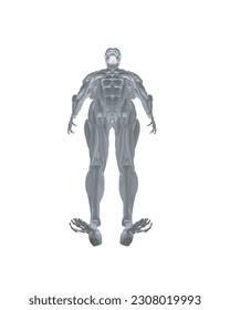 Human anatomy. Male body muscular system model. Anatomy of male muscular system - posterior and anterior view - full body. Polygonal body of man. 3D. Vector illustration.