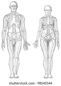 Human anatomy - man (left) and woman (right) / vintage illustrations from Die Frau als Hausarztin 1911