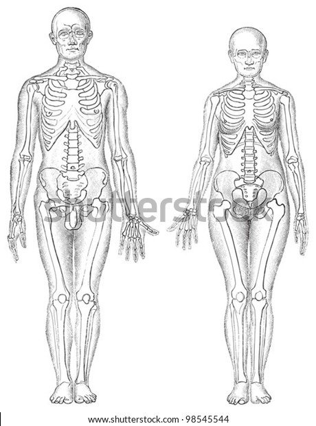 人間の解剖学 男性 左 と女性 右 ディ フラウのビンテージイラスト1911年 のベクター画像素材 ロイヤリティフリー