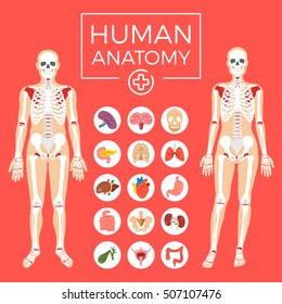 Human anatomy. Man and woman body, skeletal system, internal organs icons set. Liver organ, heart human organ icon, etc. Flat graphic design for web banners, website, infographics. Vector illustration