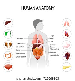 Diabetes Complications Affected Organs Round Info Stock Vector (Royalty ...