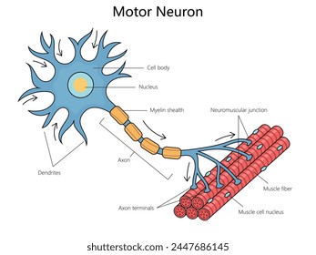Human anatomy of a motor neuron, including its parts like the axon and dendrites structure diagram hand drawn schematic vector illustration. Medical science educational illustration svg