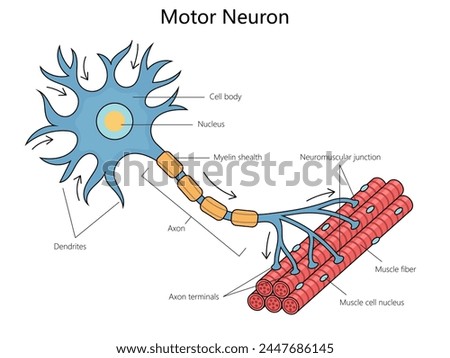 Human anatomy of a motor neuron, including its parts like the axon and dendrites structure diagram hand drawn schematic vector illustration. Medical science educational illustration