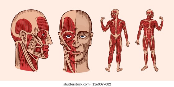 Human Anatomy. Muscular And Bone System Of The Head. Medical Vector Illustration For Science, Medicine And Biology. Male Face Engraved Hand Drawn Old Monochrome Vintage Sketch. Front And Profile View.