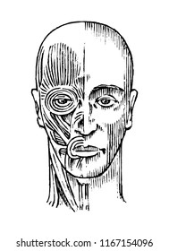 Human anatomy. Muscular and bone system of the head. Medical Vector illustration for science, medicine and biology. Male face Engraved hand drawn old monochrome Vintage sketch. Front view.