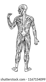 Human anatomy. Muscular and bone system. Male body Vector illustration for science, medicine and biology. Musculature and organs Engraved hand drawn old monochrome Vintage sketch. Posterior view.