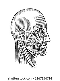 Human anatomy. Muscular and bone system of the head. Medical Vector illustration for science, medicine and biology. Male face Engraved hand drawn old monochrome Vintage sketch. Profile view
