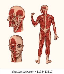 Human Anatomy. Muscular And Bone System Of The Head. Medical Vector Illustration For Science, Medicine And Biology. Male Face Engraved Hand Drawn Old Monochrome Vintage Sketch. Front And Profile View.