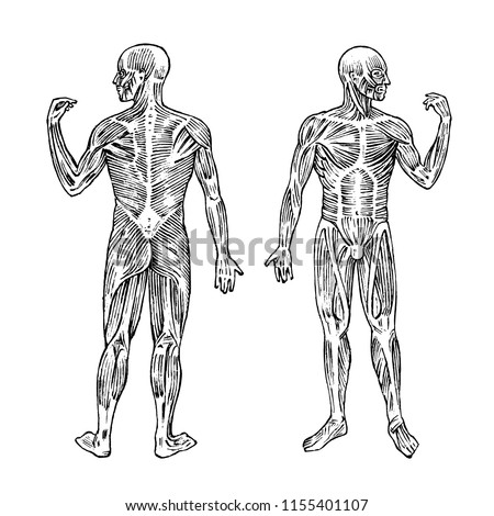 Human anatomy. Muscular and bone system. Male body Vector illustration for science, medicine and biology. Musculature Engraved hand drawn old monochrome Vintage sketch. Anterior and posterior view.