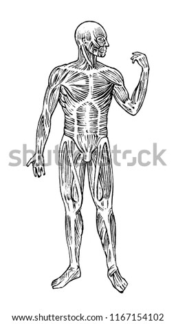 Human anatomy. Muscular and bone system. Male body Vector illustration for science, medicine and biology. Musculature and organs Engraved hand drawn old monochrome Vintage sketch. Anterior view.