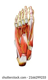 Human anatomy. Nerves of the sole of the right foot on a white background. Vector 3D illustration