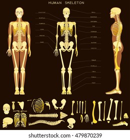 Human Anatomy On Dark Background. Realistic Detailed Skeleton Of A Full-length, Front And Profile View.