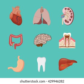 human anatomy organ heart lunge kidney brain tooth gastric liver vector graphic illustration