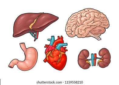 Human anatomy organs. Brain, kidney, heart, liver, stomach. Vector color vintage engraving illustration isolated on a white background. Hand drawn design element for label, poster, web, info graphic