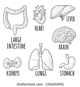 Human anatomy organs 