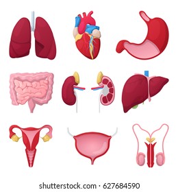 Human Anatomy Organs With Heart, Stomach And Kidneys. Medical Vector Illustration