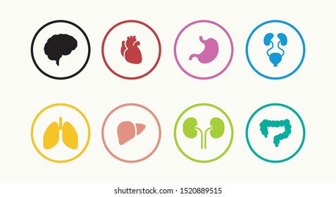 Human anatomy organs icon in the circle button