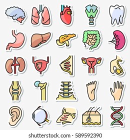 Human anatomy and organs icons set  Vector colorful thin simple line medicine pictogram. The sensory organs, urinary and reproductive system, internal organs and osteochondral unit
