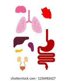 Human anatomy organs Internal set. Heart and brain. Liver and stomach. Esophagus and pancreas. Kidney and spleen. Lungs. Systems of man body and organs. medical systems 