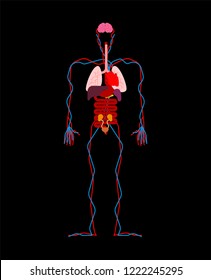 Human anatomy organs Internal. Systems of man body and organs. medical systems. Heart and brain. Liver and stomach. Esophagus and pancreas. Kidney and spleen. Lungs 