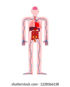 Órganos de anatomía humana Interna. Sistemas de cuerpo y órganos humanos. sistemas médicos. ilustración vectorial