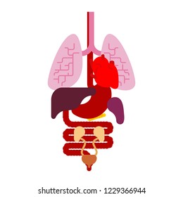 Human anatomy organs Internal. Systems of man body and organs. medical systems. vector illustration