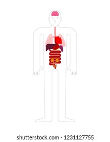 Human anatomy organs Internal. Systems of man body and organs. medical systems. vector illustration