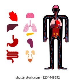 Human anatomy organs Internal. Systems of man body and organs. medical systems. vector illustration
