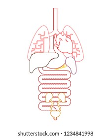 Human anatomy organs Internal. Systems of man body and organs. medical systems. vector illustration