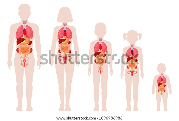 人間の解剖器官 内臓の位置ベクターイラストを持つ男性 女性 女の子 男の子 生まれたての赤ちゃん 内臓の医療情報図 女性と男性の人体 構造 のベクター画像素材 ロイヤリティフリー