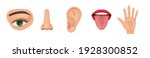 Human anatomy organs set, biology, body structure. Human organs. Nose smell, eye sight vision, ears, skin touch, body, language taste of tongue. Perception of environment, sensations cartoon vector