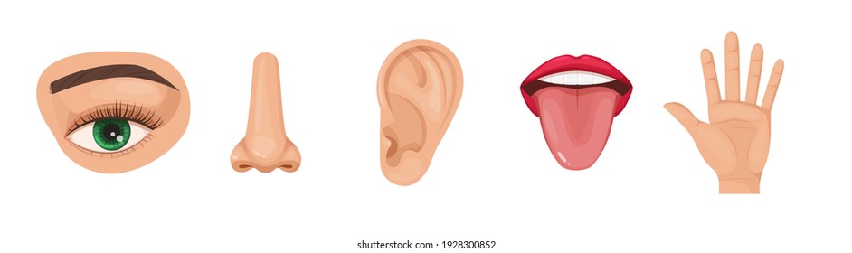 Human anatomy organs set, biology, body structure. Human organs. Nose smell, eye sight vision, ears, skin touch, body, language taste of tongue. Perception of environment, sensations cartoon vector