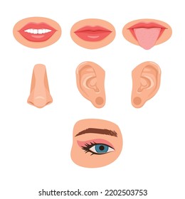 Human anatomy organs set, biology, body structure. Human organs. Nose smell, eye sight vision, ears, skin touch, body, language taste of tongue. Perception of environment, sensations cartoon vector