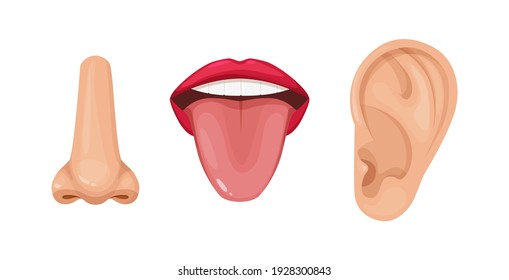 Human anatomy organs of smell, taste and hearing. Human organs. Nose smell, tongue of taste, ears. Perception of environment cartoon vector illustration