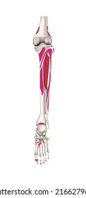 Human anatomy. Places of occurrence and attachment of muscles on the back surface of the bones of the lower leg. Vector 3D illustration