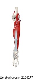 Human anatomy. Posterior muscle group of the lower leg, rear view on a white background. Vector 3D illustration